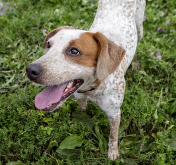 Indica "Freckles" -  Australian Cattle Dog Blue Heeler and Hound Dog for Adoption in Dyer, Indiana - Indica "Freckles" | PetCurious