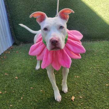 American Staffordshire Terrier Dogs Available for Adoption in Oak Point, Texas - Sugar | PetCurious