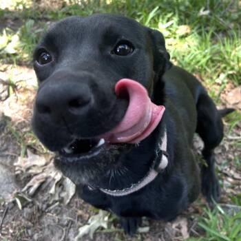 Black Labrador Retriever and Mixed Breed Dogs Available for Adoption in Gulfport, Mississippi - Louisa | PetCurious