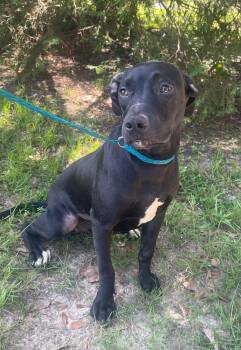 Rescue Labrador Retriever Dogs for Adoption in Troy, Alabama - Neva | PetCurious