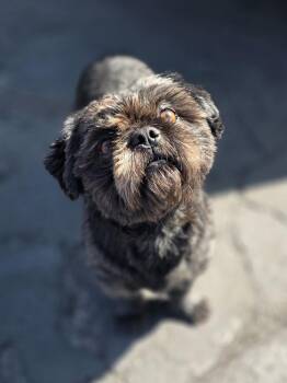 Shih Tzu Dogs Available for Adoption - Koby | PetCurious