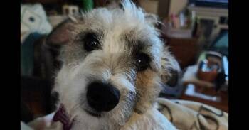 Terrier Dogs Available for Adoption - Liberty | PetCurious