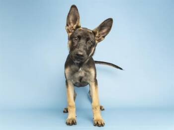 German Shepherd Dog Dogs Available for Adoption in Phoenix, Arizona - RUE | PetCurious