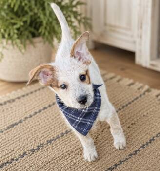 Newton -  Australian Cattle Dog Blue Heeler and Terrier Dog for Adoption in Phoenix, Arizona - Newton | PetCurious