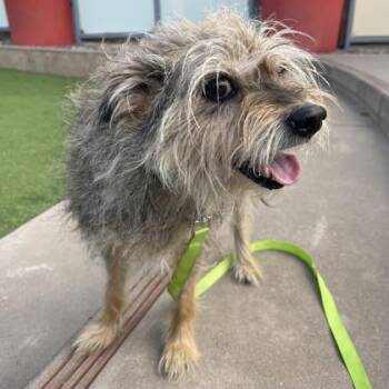 Bella -  Terrier Dog for Adoption in San Francisco, California - Bella | PetCurious