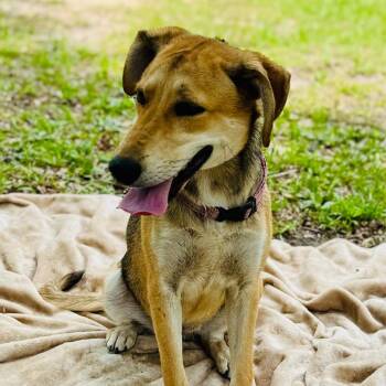 Mixed Breed Dogs Available for Adoption in Lucedale, Mississippi - Harley | PetCurious
