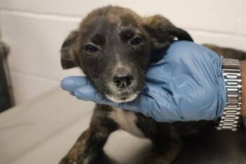BANANA -  Mixed Breed Dog for Adoption in Columbia, South Carolina - BANANA | PetCurious