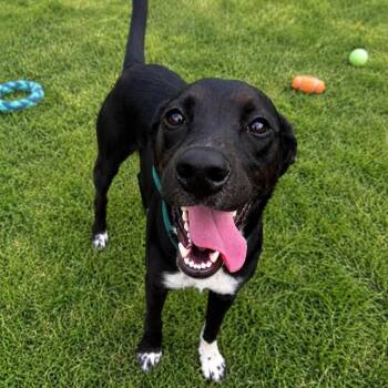 Abraham -  Mixed Breed Dog for Adoption in Warren, Ohio - Abraham | PetCurious