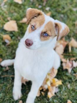 Rescue Collie and Australian Shepherd Dogs for Adoption in Winter, Wisconsin - Anna | PetCurious