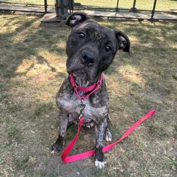 SQUID -  Pit Bull Terrier Dog for Adoption in Boston, Massachusetts - SQUID | PetCurious