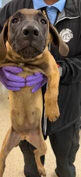 ASTON -  German Shepherd Dog and Mixed Breed Dog for Adoption in Doral, Florida - ASTON | PetCurious