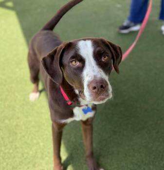 Mixed Breed Dogs Available for Adoption in Columbia, Illinois - Nutmeg | PetCurious