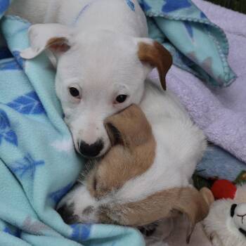 Garth **available at offsite adoption event on Sunday, 6/14* ple -  Jack Russell Terrier Dog for Adoption in Briarcliff Manor, New York - Garth **available At Offsite Adoption Event On Sunday, 6/14* Ple | PetCurious