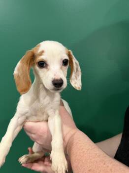 Robin Wright -  Beagle Dog for Adoption in Blue Springs, Missouri - Robin Wright | PetCurious