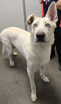 Samson -  Siberian Husky and Mixed Breed Dog for Adoption in Fresno, California - Samson | PetCurious
