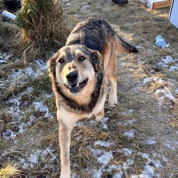 Trixie -  German Shepherd Dog Dog for Adoption in Edmonton, Alberta - Trixie | PetCurious