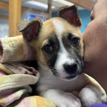 Shepherd Dogs Available for Adoption - Beetle | PetCurious