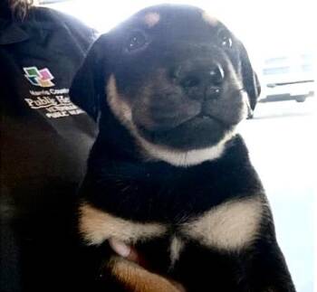 German Shepherd Dog and Mixed Breed Dogs Available for Adoption in Houston, Texas - A656821 | PetCurious