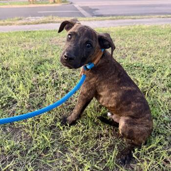 Boone -  Plott Hound and Black Mouth Cur Dog for Adoption in Harlingen, Texas - Boone | PetCurious