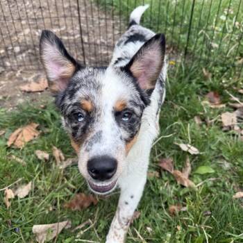 Australian Shepherd and Australian Cattle Dog Blue Heeler Dogs Available for Adoption in Festus, Missouri - Luke - Dukes Of Hazzard Litter | PetCurious