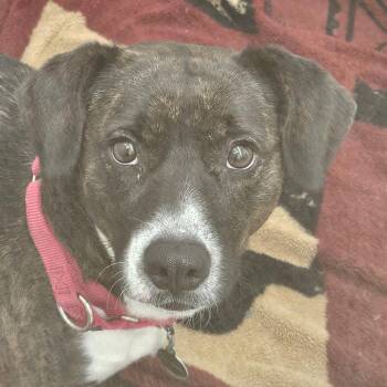 Beagle and Mixed Breed Dogs Available for Adoption - Rose | PetCurious