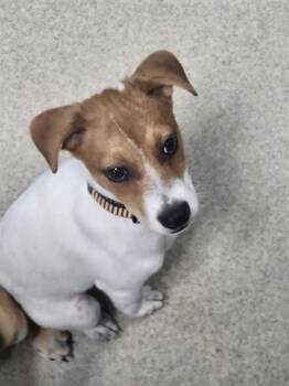 Rat Terrier and Mixed Breed Dogs Available for Adoption in Newton, North Carolina - TYSON | PetCurious