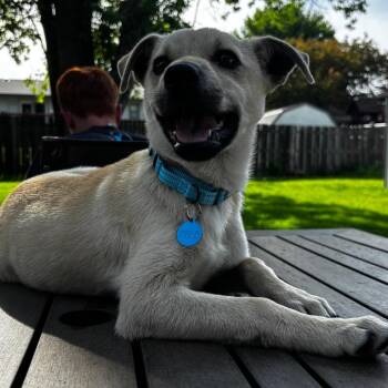 Mixed Breed Dogs Available for Adoption in Bismarck, North Dakota - Knox | PetCurious