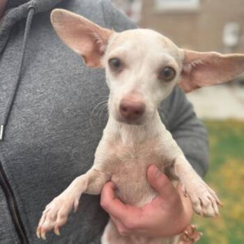 Rescue Chihuahua Dogs for Adoption in Bedford Park, Illinois - Sweet Potatoes | PetCurious