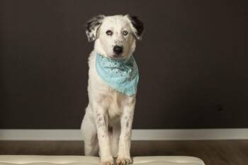 Rescue Great Pyrenees Dogs for Adoption in Grove City, Ohio - Baloo | PetCurious