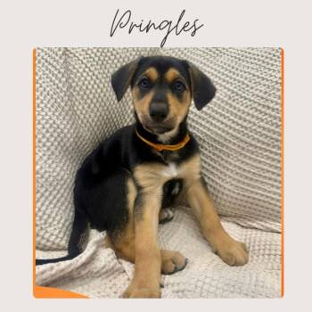 Doberman Pinscher and Mixed Breed Dogs Available for Adoption - PRINGLES | PetCurious