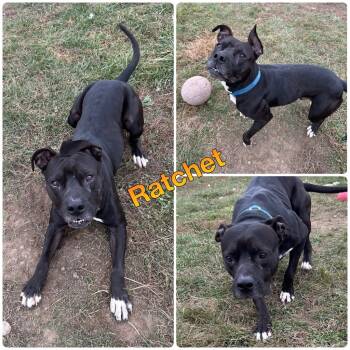 Rescue American Staffordshire Terrier Dogs for Adoption in Pierceton, Indiana - Ratchet | PetCurious