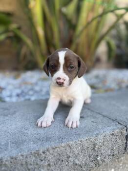 QUESADILLA -  Labrador Retriever and Beagle Dog for Adoption in Discovery Bay, California - QUESADILLA | PetCurious