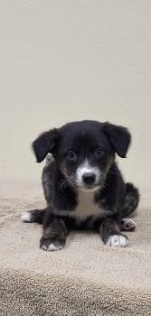 Border Collie and Black Labrador Retriever Dogs Available for Adoption in Marion, Mississippi - Rainbow Dash | PetCurious