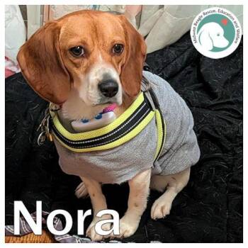 Beagle Dogs Available for Adoption in Wadsworth, Illinois - Nora | PetCurious