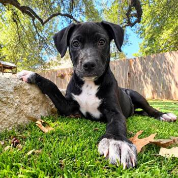 Harris -  Labrador Retriever and Black Labrador Retriever Dog for Adoption in Corpus Christi, Texas - Harris | PetCurious
