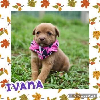 Ivana -  Labrador Retriever and Hound Dog for Adoption in Ringwood, New Jersey - Ivana | PetCurious