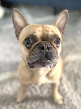 Rescue French Bulldog Dogs for Adoption in San Mateo, California - Moose | PetCurious
