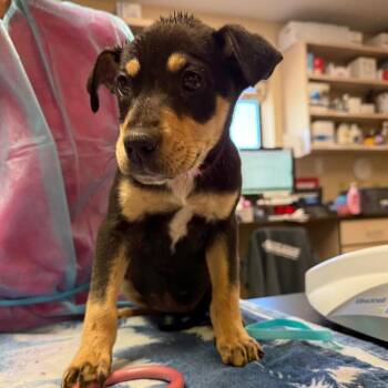 Shepherd Dogs Available for Adoption in Flagstaff, Arizona - Bee | PetCurious