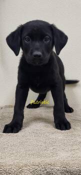 Patriotic -  Black Labrador Retriever Dog for Adoption in Marion, Mississippi - Patriotic | PetCurious