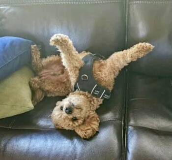 Bailey -  Miniature Poodle Dog for Adoption in Grand Rapids, Michigan - Bailey | PetCurious