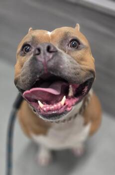 Rescue Pit Bull Terrier Dogs for Adoption in Cool, California - Apollo | PetCurious