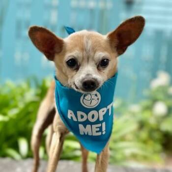 Rescue Chihuahua Dogs for Adoption in Pacific Grove, California - Watson | PetCurious