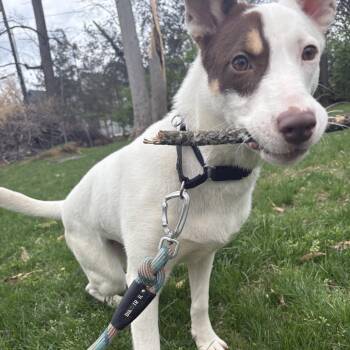 Cattle Dog and Mixed Breed Dogs Available for Adoption - Claire | PetCurious