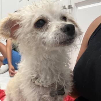 Dolly -  Poodle Dog for Adoption in Escondido, California - Dolly | PetCurious