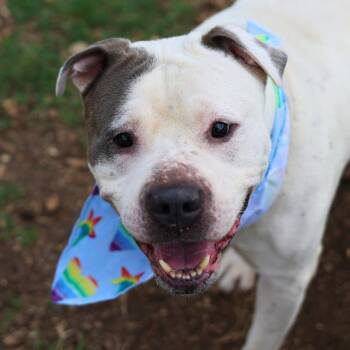 HANK -  Mastiff Dog for Adoption in San Antonio, Texas - HANK | PetCurious