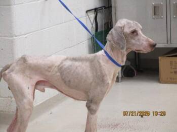 Nolan(881) -  Poodle Dog for Adoption in Marietta, Georgia - Nolan(881) | PetCurious