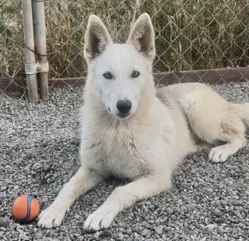 Buttons -  Husky and German Shepherd Dog Dog for Adoption in Manhattan Beach, California - Buttons | PetCurious