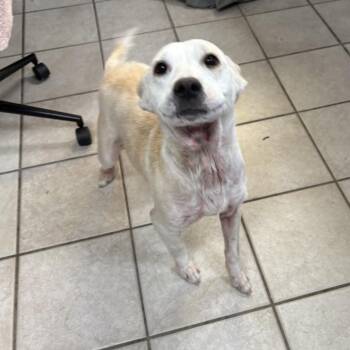 Mixed Breed Dogs Available for Adoption - Lilly | PetCurious