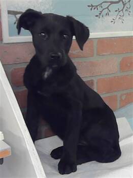 Labrador Retriever and Mixed Breed Dogs Available for Adoption - A2059535 | PetCurious