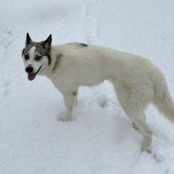 Jackie -  Siberian Husky and Mixed Breed Dog for Adoption in New York, New York - Jackie | PetCurious